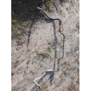 Изображение товара -  Передний стабилизатор Rover 75